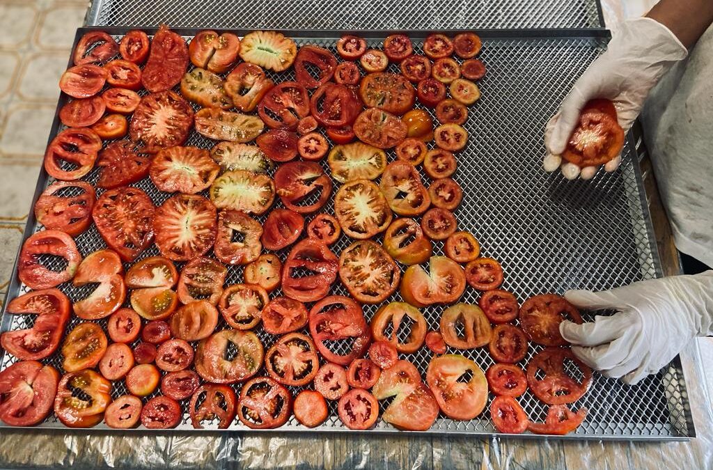 Essicazione dei pomodori dell'orto di Madre Terra